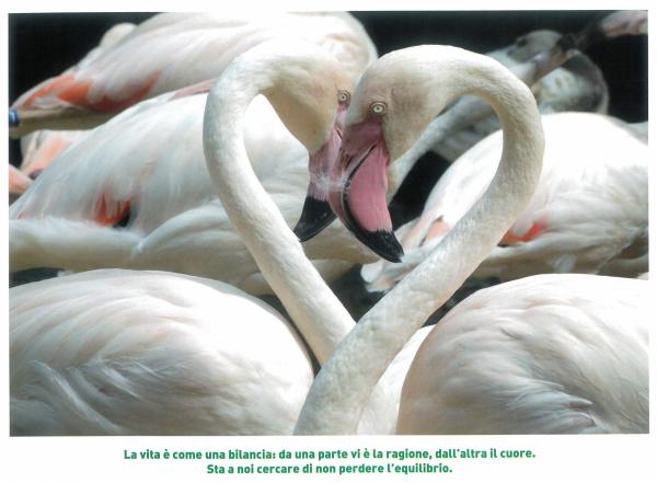 febbraio - equilibrio di forme