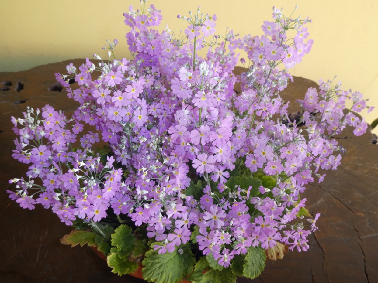 Lunedì-Martedì-Mercoledì santo